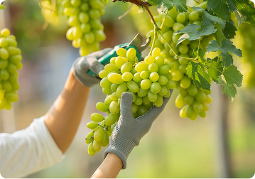 Premium Grapes